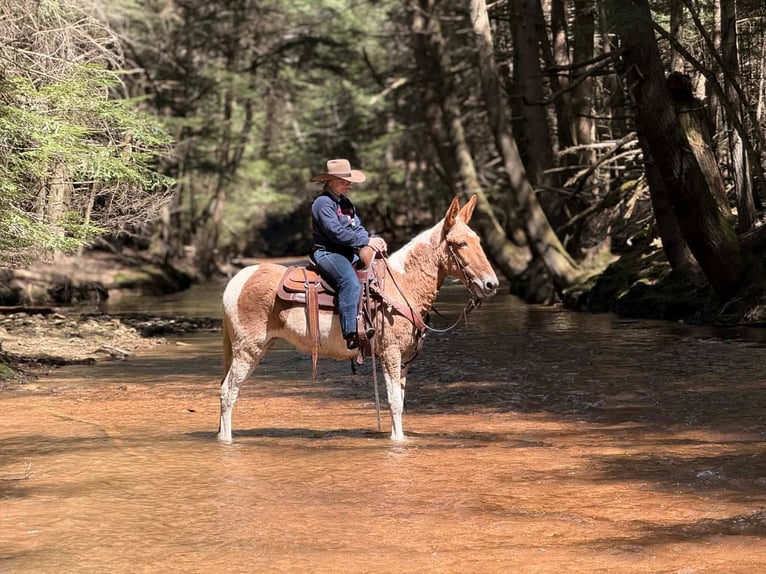 Mule Mare 12 years 14,3 hh Pinto in Clarion