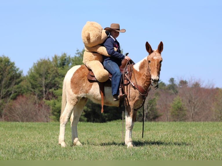 Mule Mare 12 years 14,3 hh Pinto in Clarion
