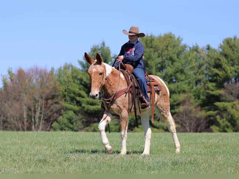 Mule Mare 12 years 14,3 hh Pinto in Clarion