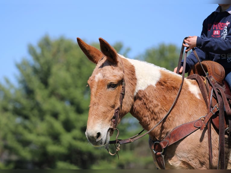 Mule Mare 12 years 14,3 hh Pinto in Clarion