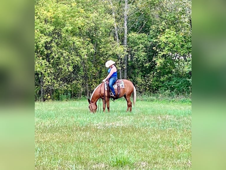 Mule Mare 12 years 15,1 hh Palomino in Cannon Falls, MN