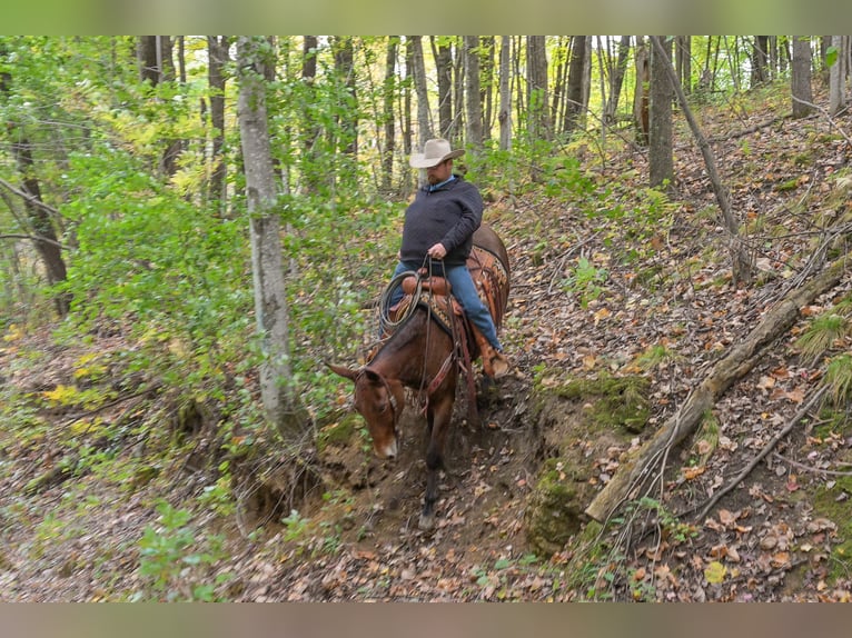 Mule Mare 12 years 15.1 hh Roan-Bay in Hastings