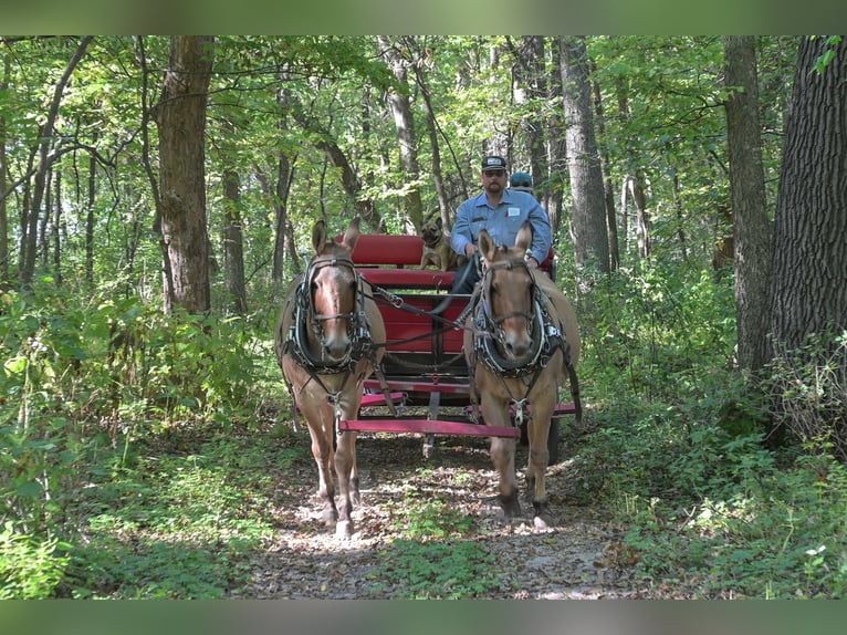Mule Mare 12 years 15 hh Dun in Hastings, MN Mule Mare 12 years 15 hh Dun in Hastings, MN