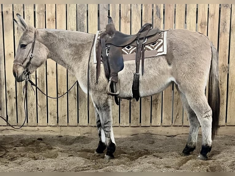 Mule Mare 12 years 15 hh Dun in Cannon Falls