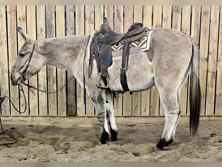 Mule Mare 12 years 15 hh Dun in Cannon Falls