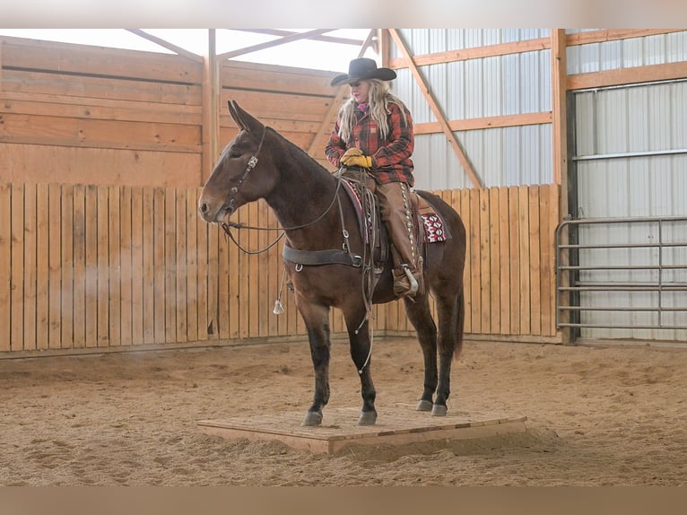 Mule Mare 12 years 15,1 hh Roan-Bay in Hastings