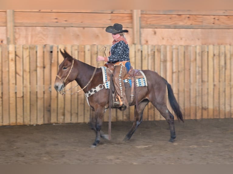 Mule Mare 12 years 15,1 hh Roan-Bay in Hastings