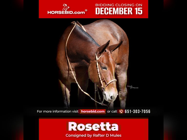 Mule Mare 12 years 15,1 hh Roan-Bay in Hastings