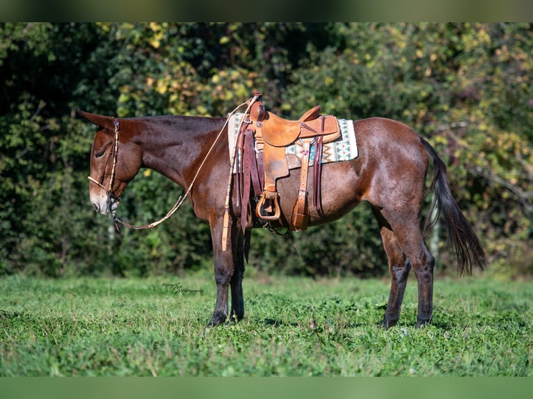 Mule Mare 12 years 15,1 hh Roan-Bay in Hastings