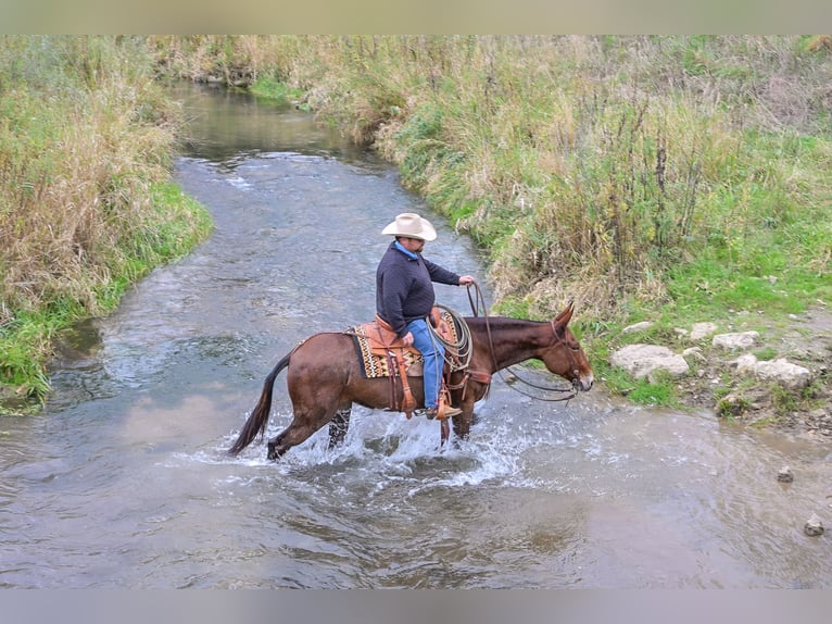 Mule Mare 12 years 15,1 hh Roan-Bay in Hastings