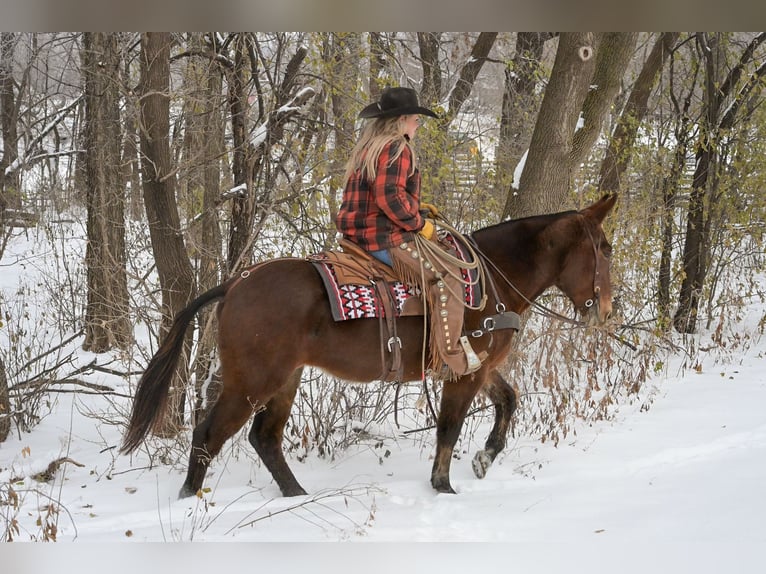 Mule Mare 12 years 15,1 hh Roan-Bay in Hastings