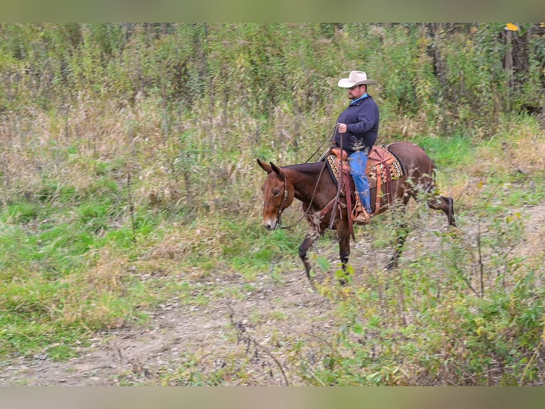 Mule Mare 12 years 15,1 hh Roan-Bay in Hastings