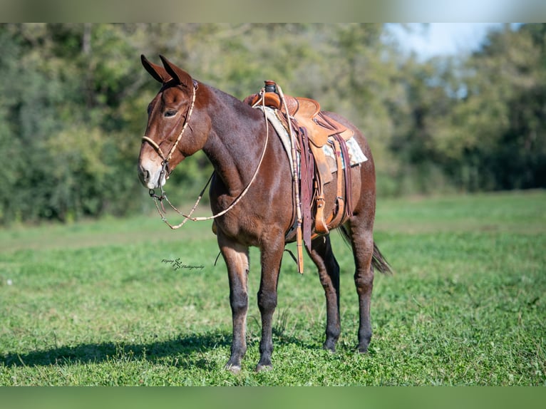 Mule Mare 12 years 15,1 hh Roan-Bay in Hastings