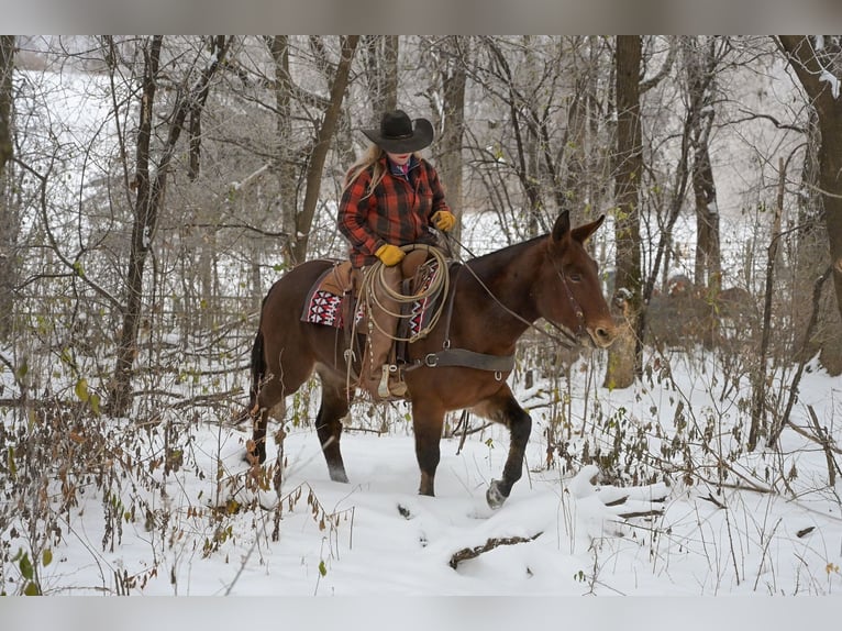 Mule Mare 12 years 15,1 hh Roan-Bay in Hastings