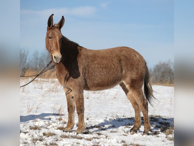 Mule Mare 12 years Tobiano-all-colors in Jamestown KY