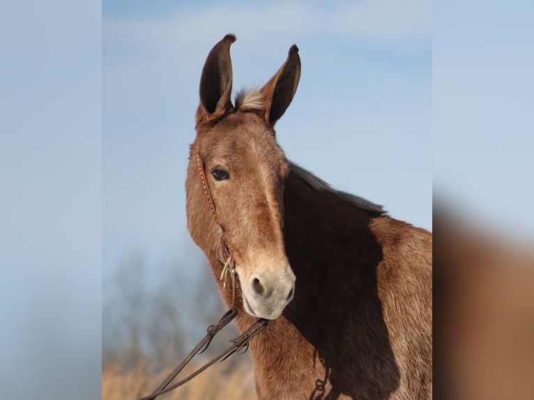 Mule Mare 12 years Tobiano-all-colors in Jamestown KY