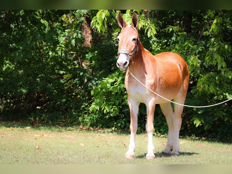 Mule Mare 12 years in Flemingsburg KY