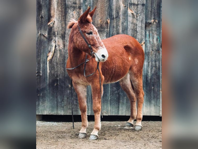 Mule Mare 13 years 14,1 hh Chestnut in Everett PA