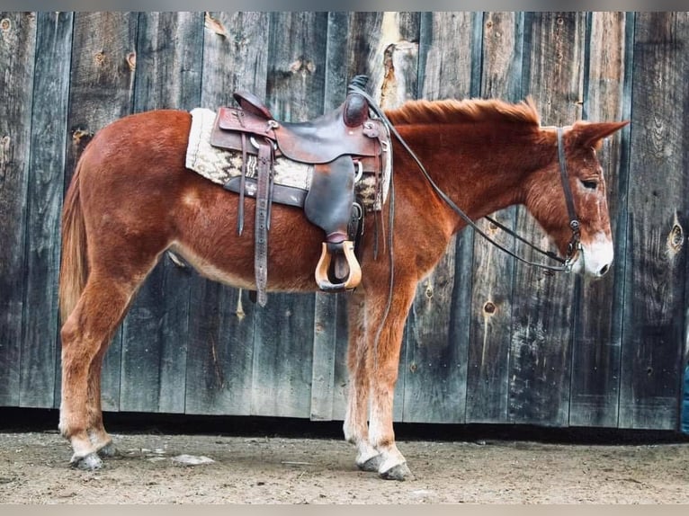 Mule Mare 13 years 14,1 hh Chestnut in Everett PA