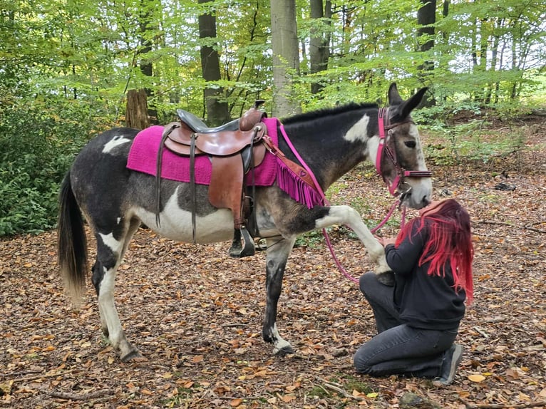 Mule Mare 13 years 14,1 hh Pinto in Linkenbach