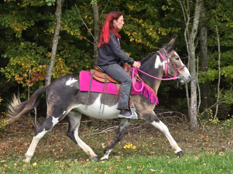 Mule Mare 13 years 14,1 hh Pinto in Linkenbach