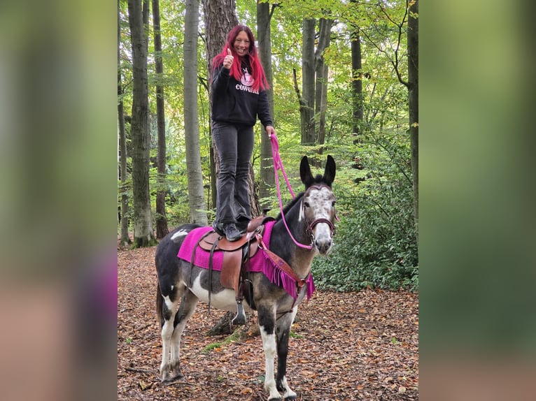 Mule Mare 13 years 14,1 hh Pinto in Linkenbach