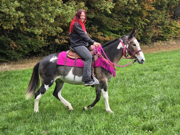 Mule Mare 13 years 14,1 hh Pinto in Linkenbach