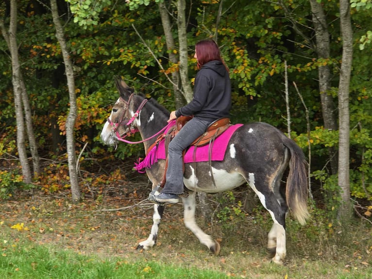 Mule Mare 13 years 14,1 hh Pinto in Linkenbach