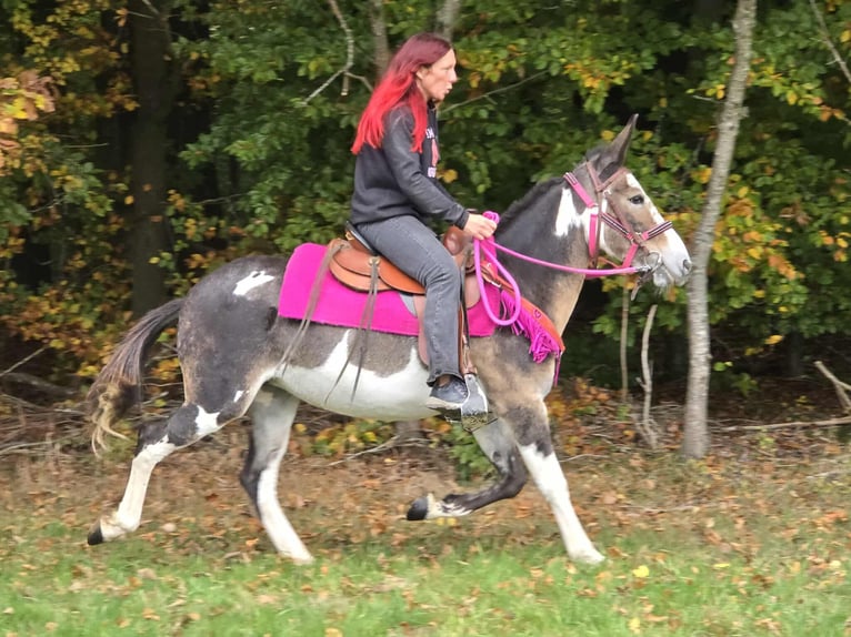 Mule Mare 13 years 14,1 hh Pinto in Linkenbach