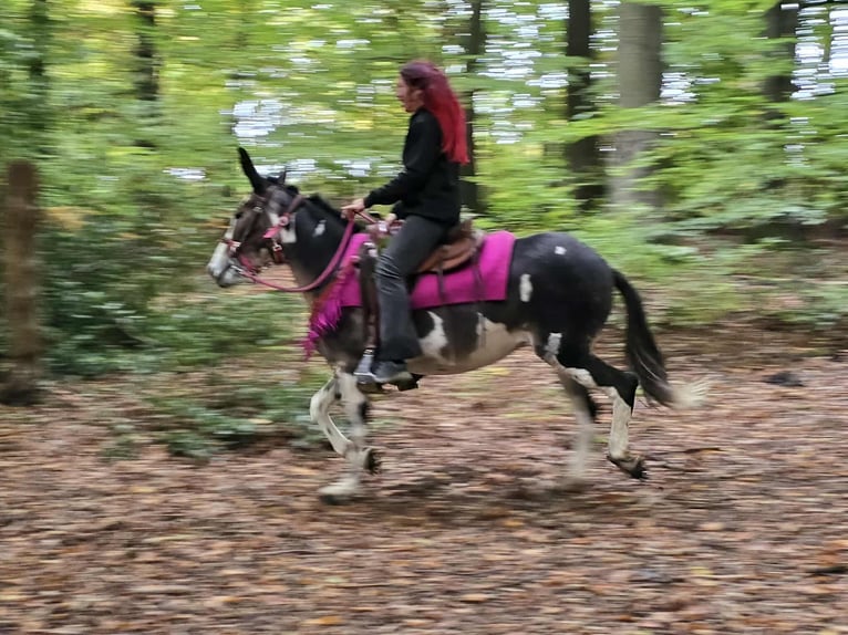Mule Mare 13 years 14,1 hh Pinto in Linkenbach