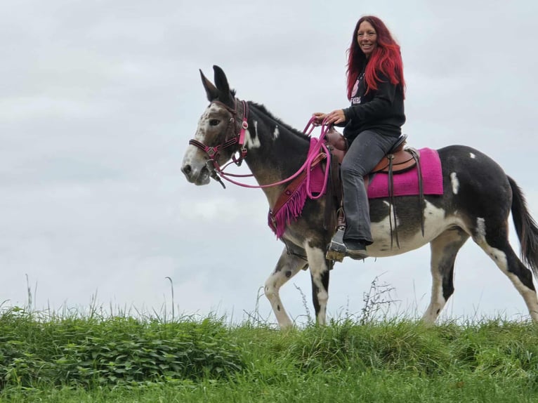 Mule Mare 13 years 14,1 hh Pinto in Linkenbach