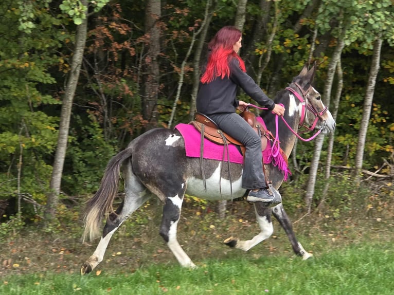 Mule Mare 13 years 14,1 hh Pinto in Linkenbach