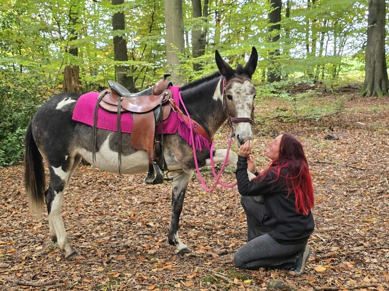 Mule Mare 13 years 14,1 hh Pinto in Linkenbach