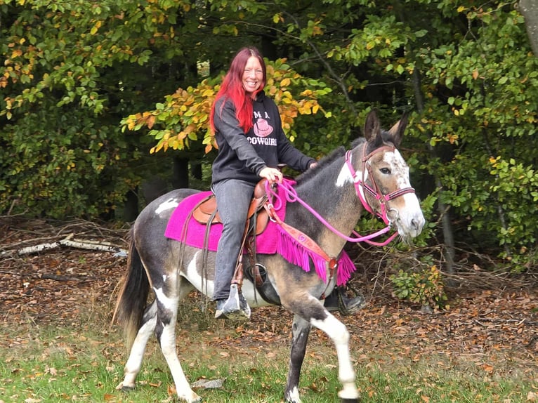 Mule Mare 13 years 14,1 hh Pinto in Linkenbach