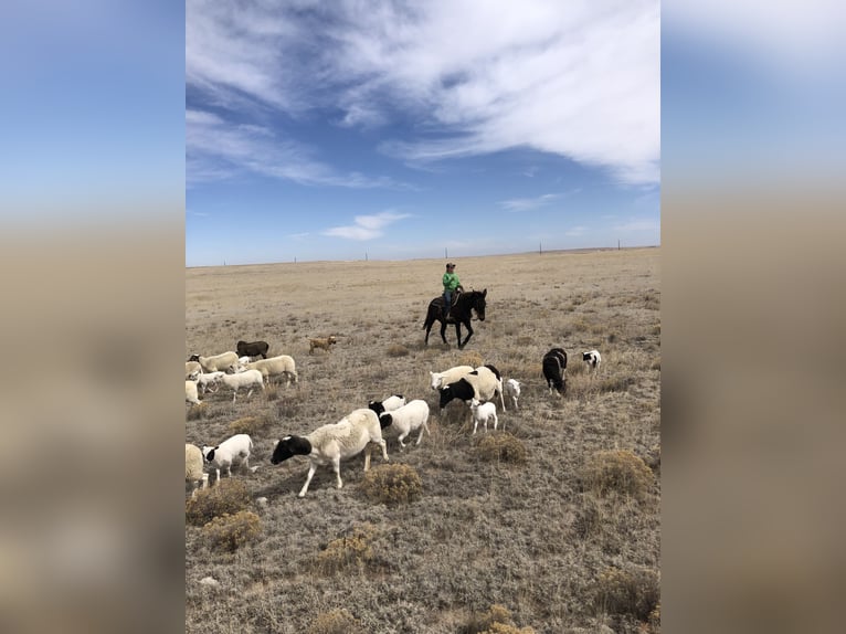 Mule Mare 13 years 14 hh Brown in Dalhart