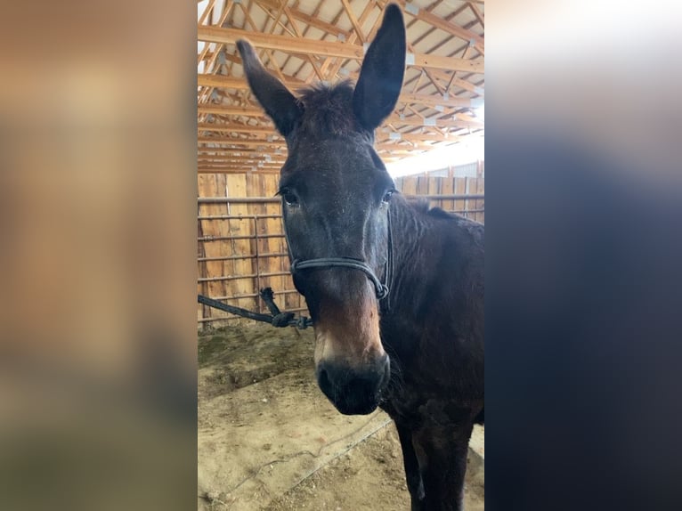 Mule Mare 13 years 14 hh Brown in Dalhart