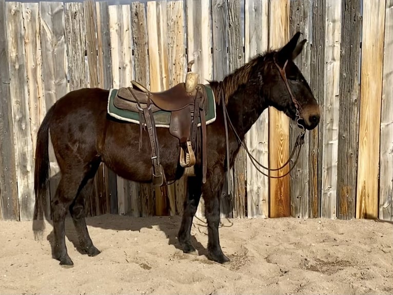 Mule Mare 13 years 14 hh Brown in Dalhart