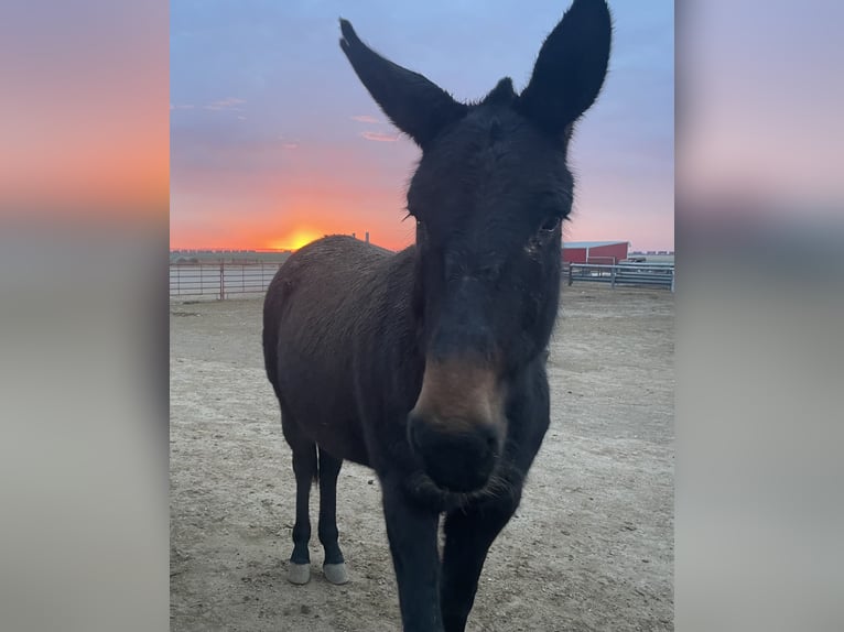 Mule Mare 13 years 14 hh Brown in Dalhart