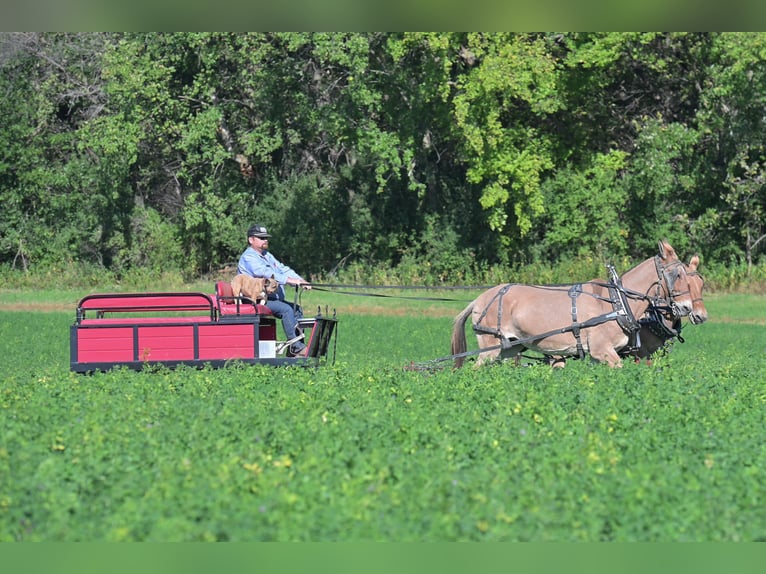 Mule Mare 13 years 15 hh Dun in Hastings, MN