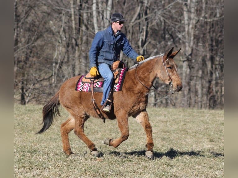 Mule Mare 13 years 15 hh Dun in Brodhead, KY