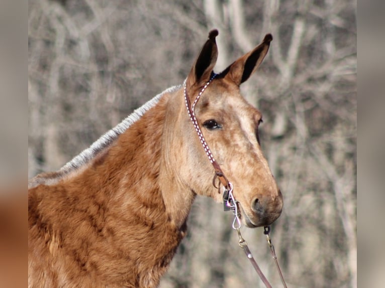 Mule Mare 13 years 15 hh Dun in Brodhead, KY