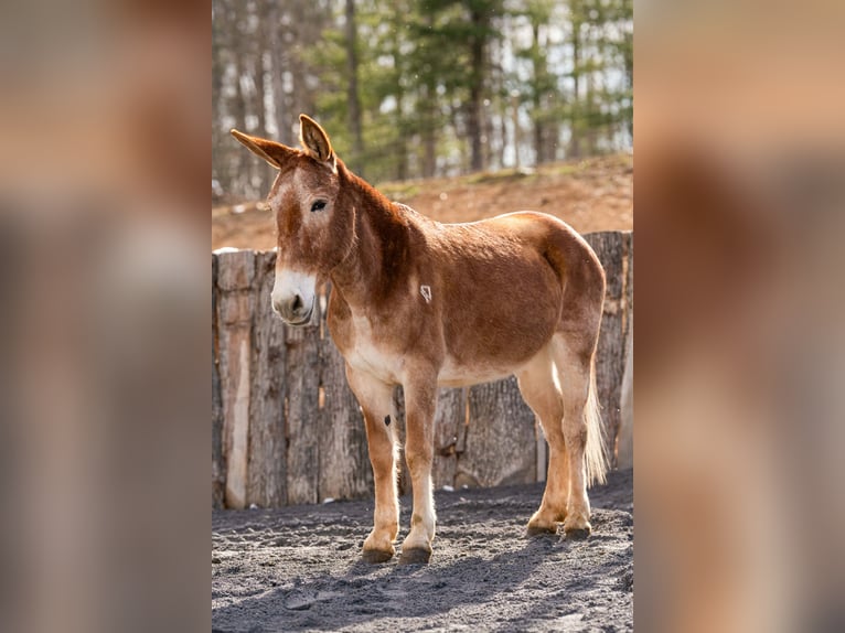 Mule Mare 13 years 15 hh Sorrel in Clearville