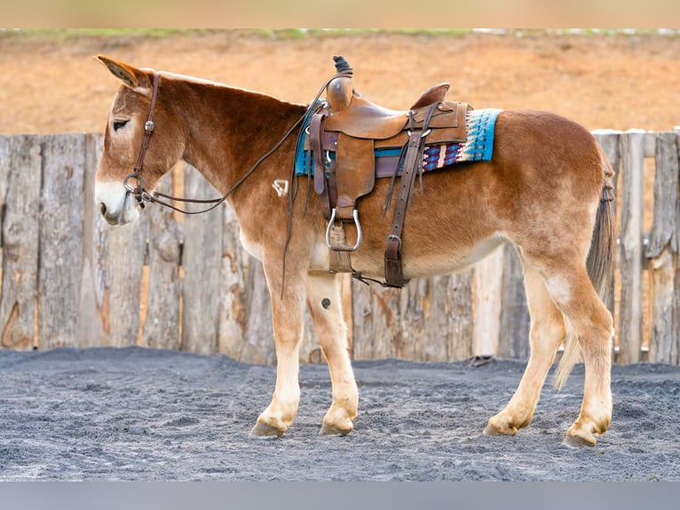 Mule Mare 13 years 15 hh Sorrel in Clearville