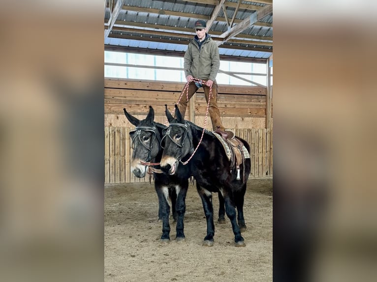 Mule Mare 13 years 17,1 hh Black in Hastings, MN