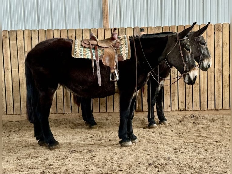 Mule Mare 13 years 17,1 hh Black in Hastings, MN