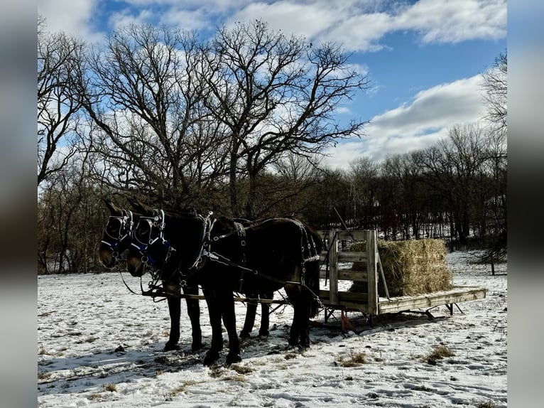 Mule Mare 13 years 17,1 hh Black in Hastings, MN