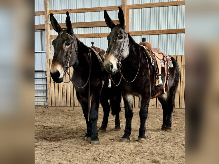 Mule Mare 13 years 17,1 hh Black in Hastings, MN