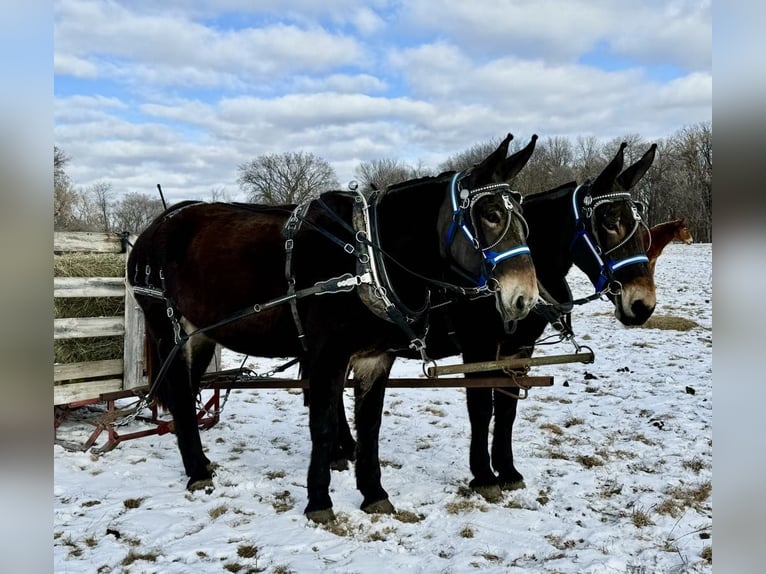 Mule Mare 13 years 17,1 hh Black in Hastings, MN