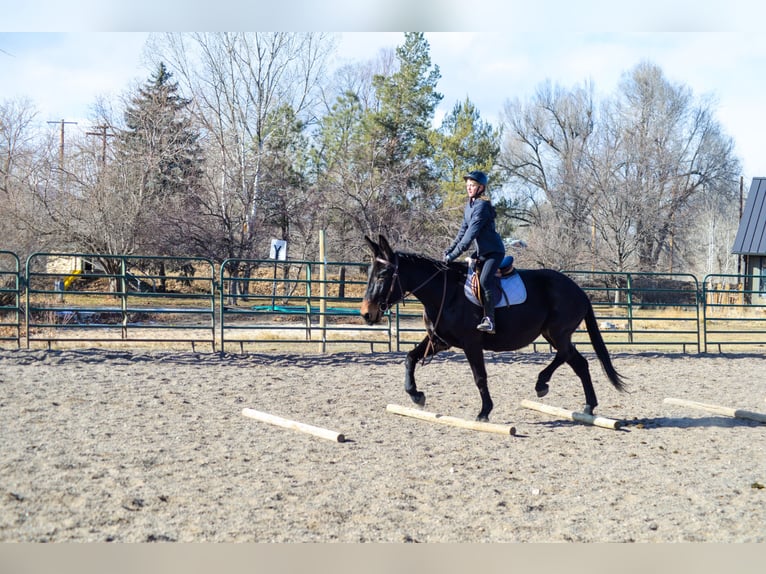 Mule Mare 13 years 17 hh Black in Fort Collins