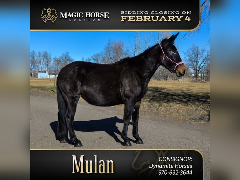 Mule Mare 13 years 17 hh Black in Fort Collins